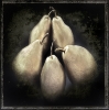 A1472 A conference of pears   Wales.jpg